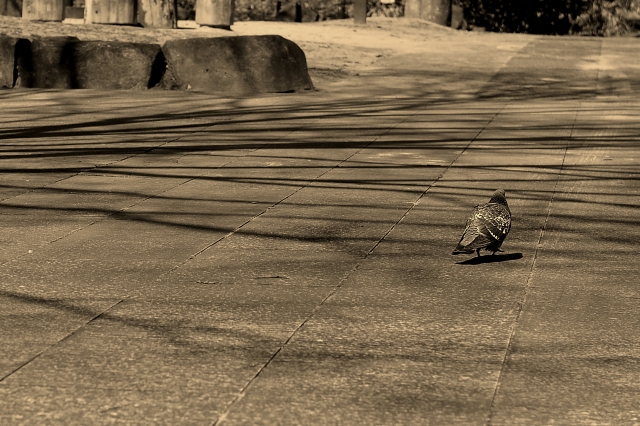DSC_9556_640.jpg