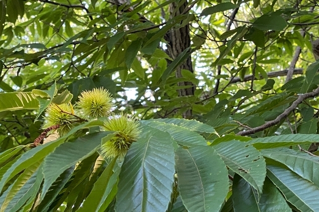 IMG_5937_640.jpg