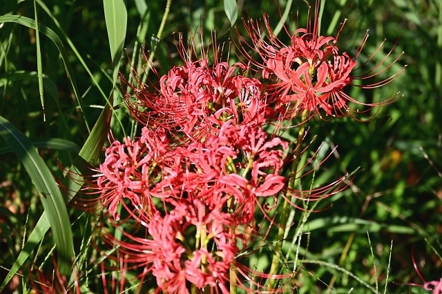NZC_1229_640.jpg