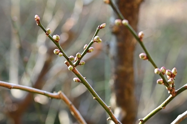 NZC_1412_640.jpg
