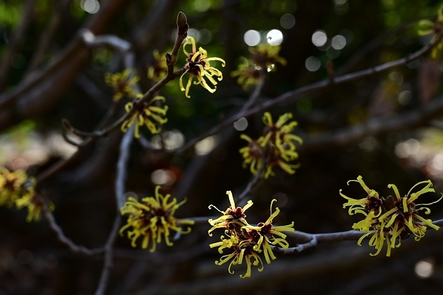 NZC_1427_640.jpg