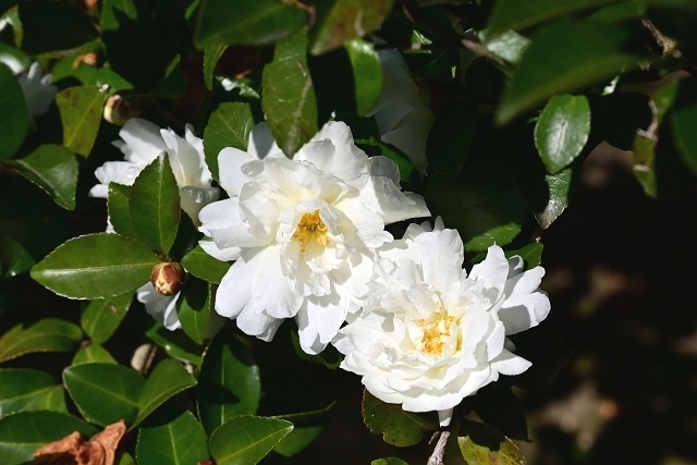 NZC_1434_640.jpg